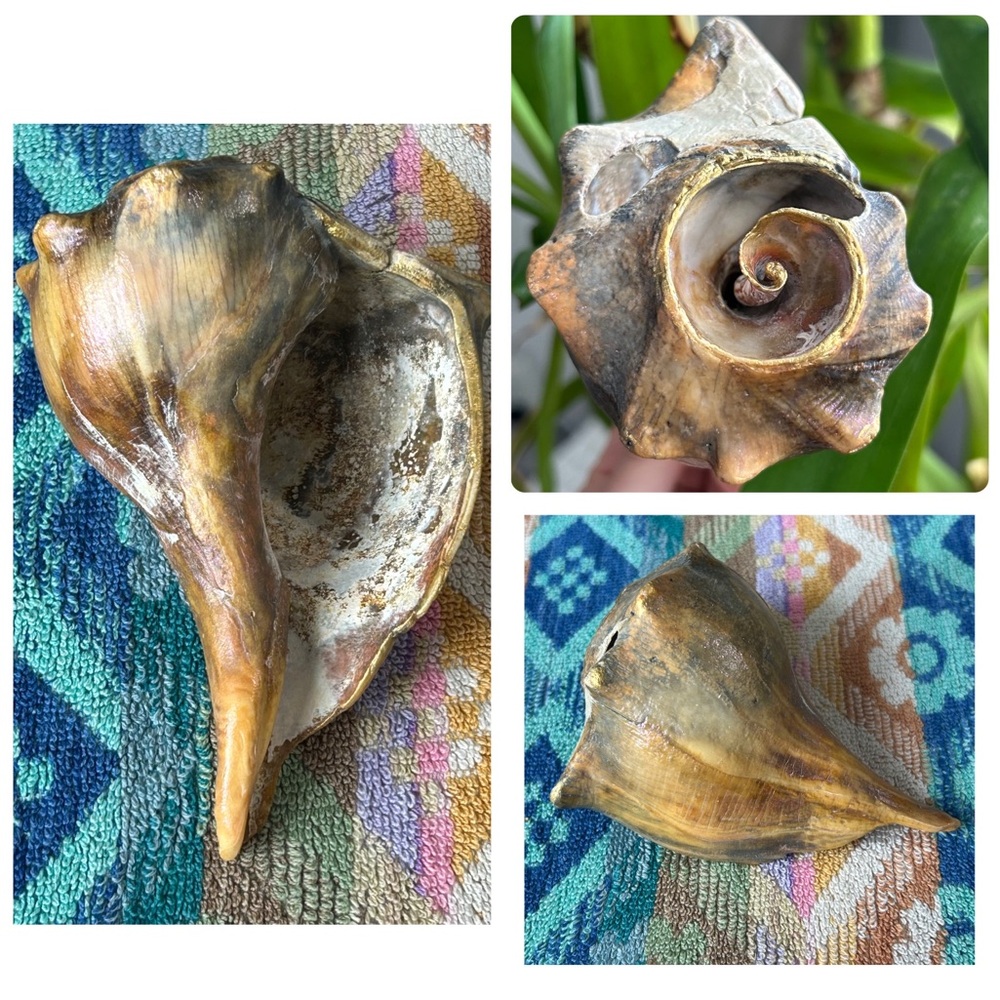 Stunning natural whelk shell with hand painted accents - beach home decor